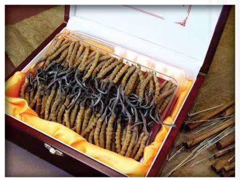 错那冬虫夏草回收